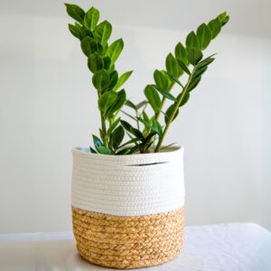 ZZ Plant