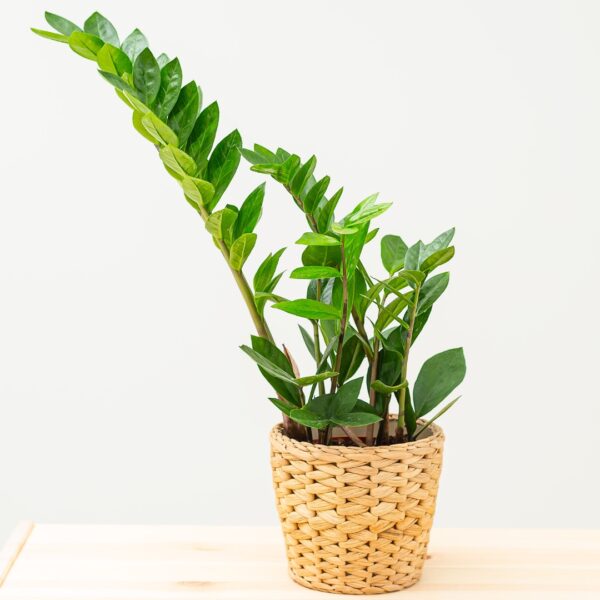 ZZ Plant in a woven basket