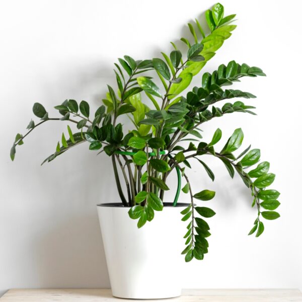 mature ZZ Plant