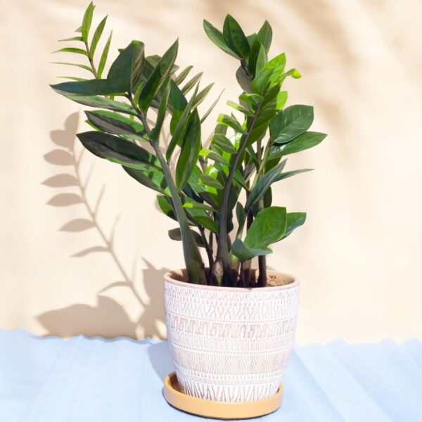 ZZ Plant in a ceramic pot