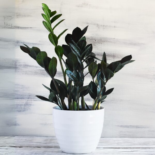 ZZ Raven in a white pot