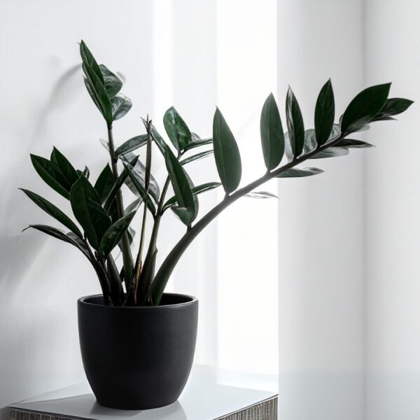 ZZ Raven in a black pot