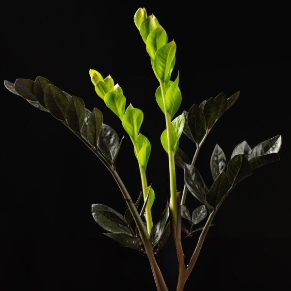 ZZ Raven foliage