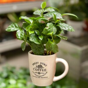Arabica Coffee Plant
