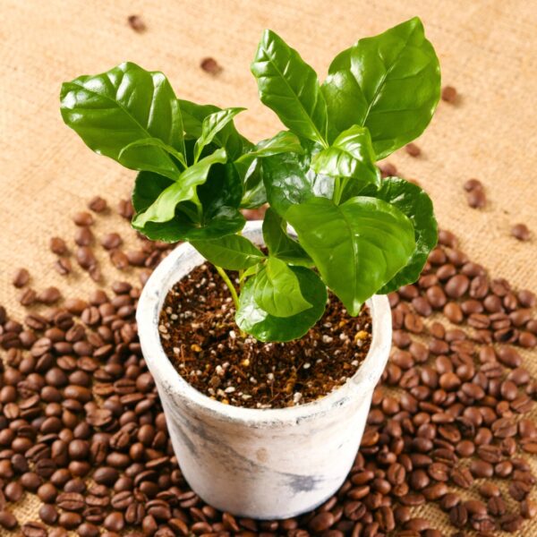 Arabica Coffee Plant with coffee beans