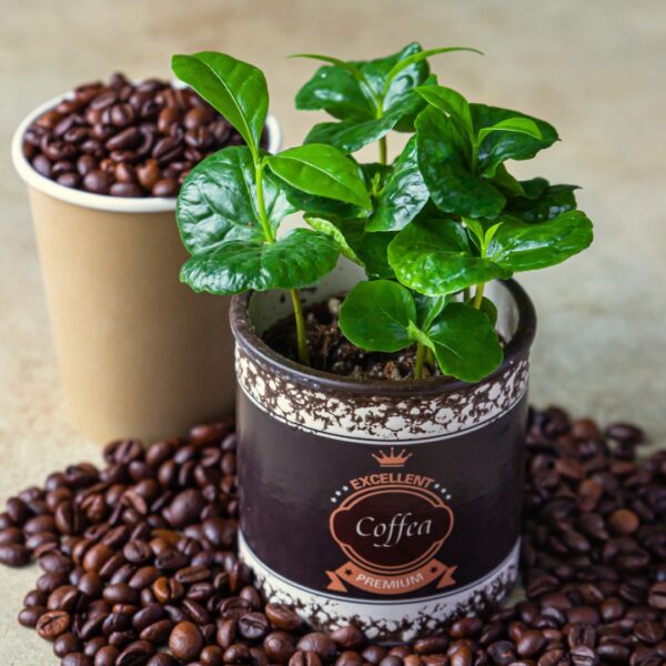 Arabica Coffee Plant in a coffee holder