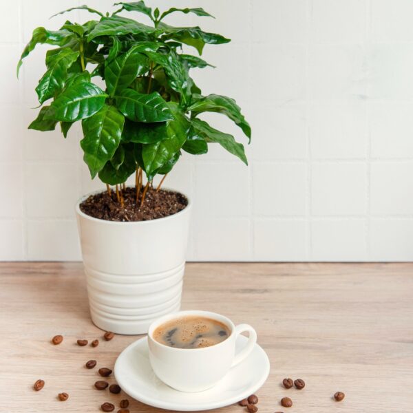Arabica Coffee Plant with a cup of coffee
