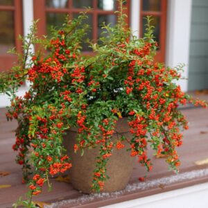 Berry Box Pyracomeles