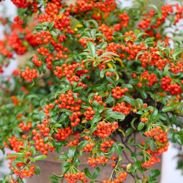 Berry Box Pyracomeles berries