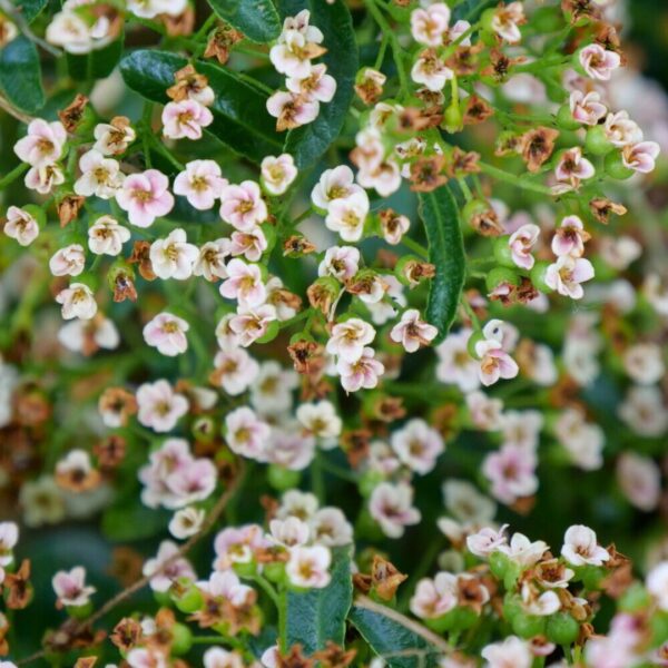 Berry Box Pyracomeles flowers
