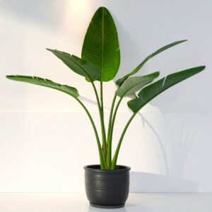 Bird Of Paradise