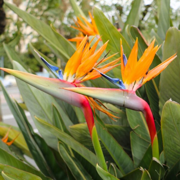 orange Bird Of Paradise