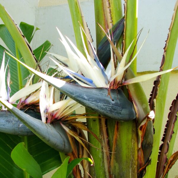 white Bird Of Paradise