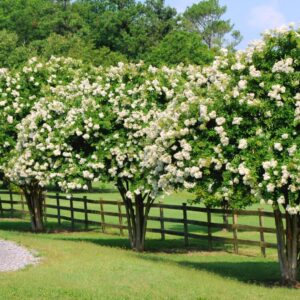 Crape Myrtle Acoma