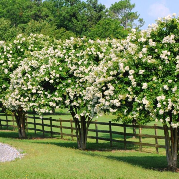 row of Crape Myrtle Acoma trees
