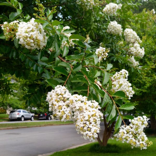 Crape Myrtle Acoma white flowers