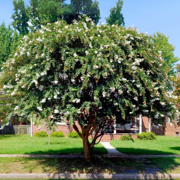 Crape Myrtle Acoma planted