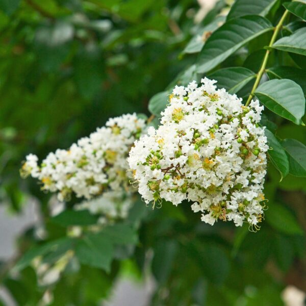 Crape Myrtle Acoma flower close up