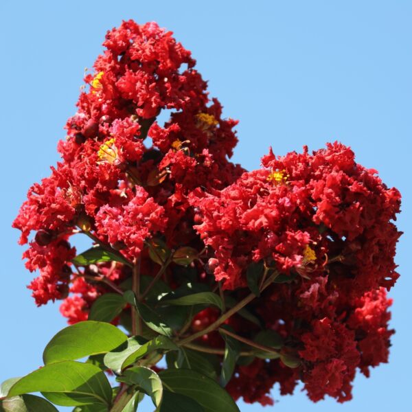 Crape Myrtle Red Rocket red flowers