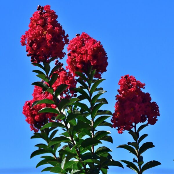 Crape Myrtle Red Rocket blooms