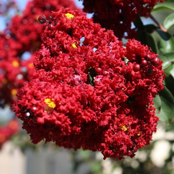 Crape Myrtle Red Rocket close up3