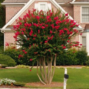 Crape Myrtle Red Rocket