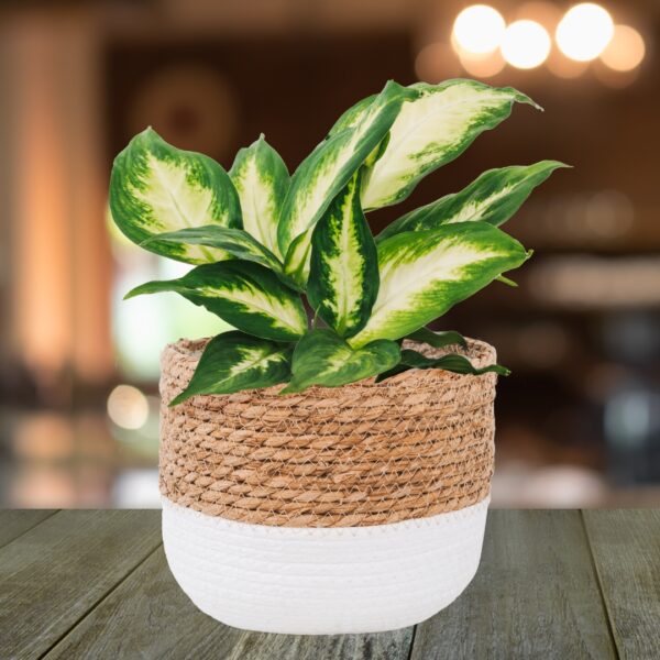 Dieffenbachia Camille in a basket