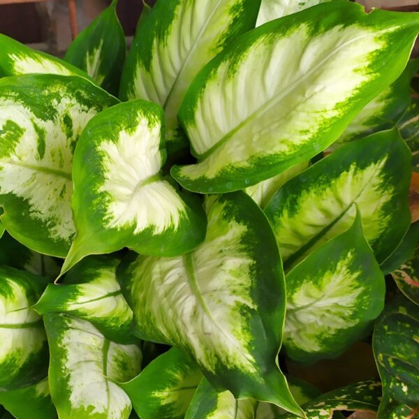 Dieffenbachia Camille leaves
