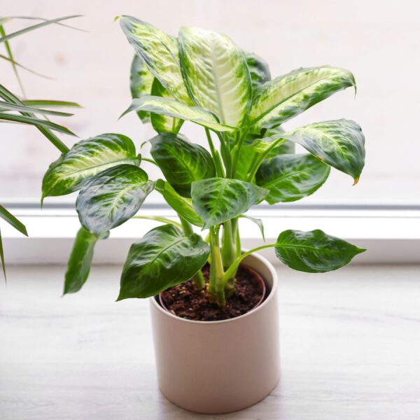 Dieffenbachia Camille in a beige pot