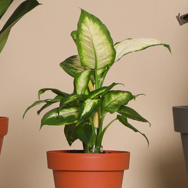 Dieffenbachia Camille in a terra cotta pot