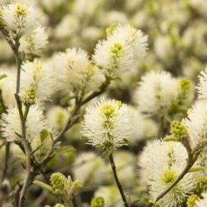 Dwarf Fothergilla