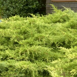 Gold Coast Juniper