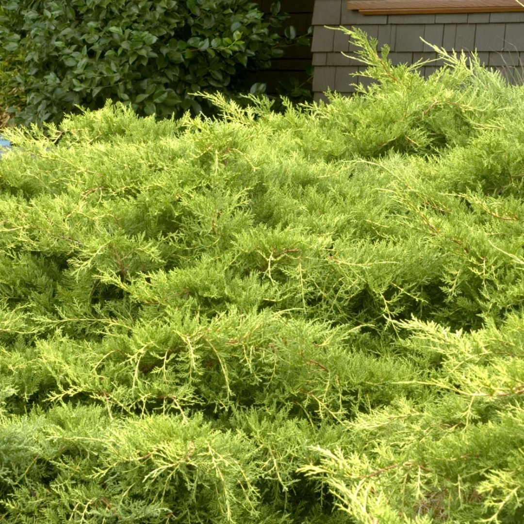 Gold Coast Juniper foliage in landscape