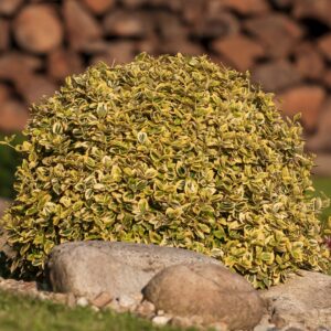 Boxwood Golden Dream
