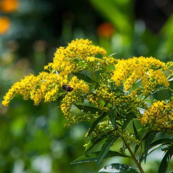Goldenrod Solar Cascade with a pollinator