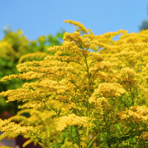 Goldenrod Solar Cascade yellow flowers