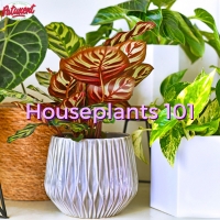 Houseplants 101 2025