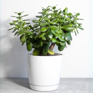Jade