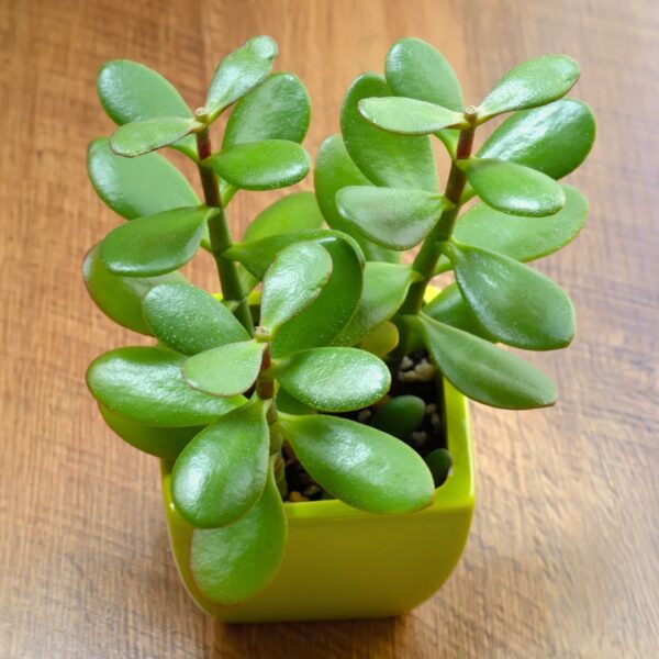 Jade 2" in a yellow pot
