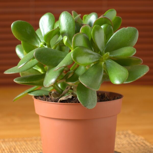 Jade in a 4" pot