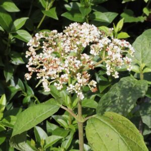 Maple Leaf Viburnum