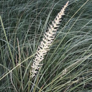 Indiangrass Indian Steel
