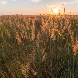 Indiangrass