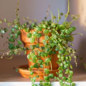 String Of Turtles