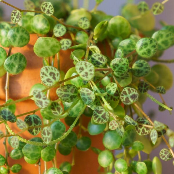 String Of Turtles foliage