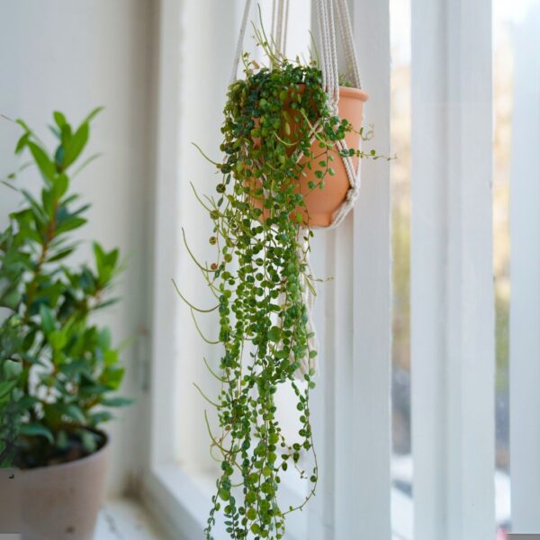 String Of Turtles in a hanging basket