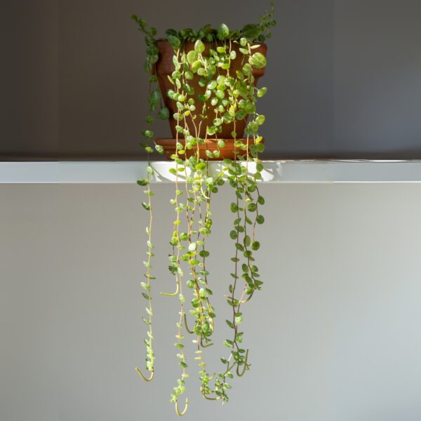 String Of Turtles in a terra cotta pot