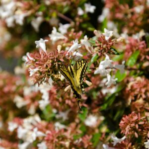 Abelia Little Richard