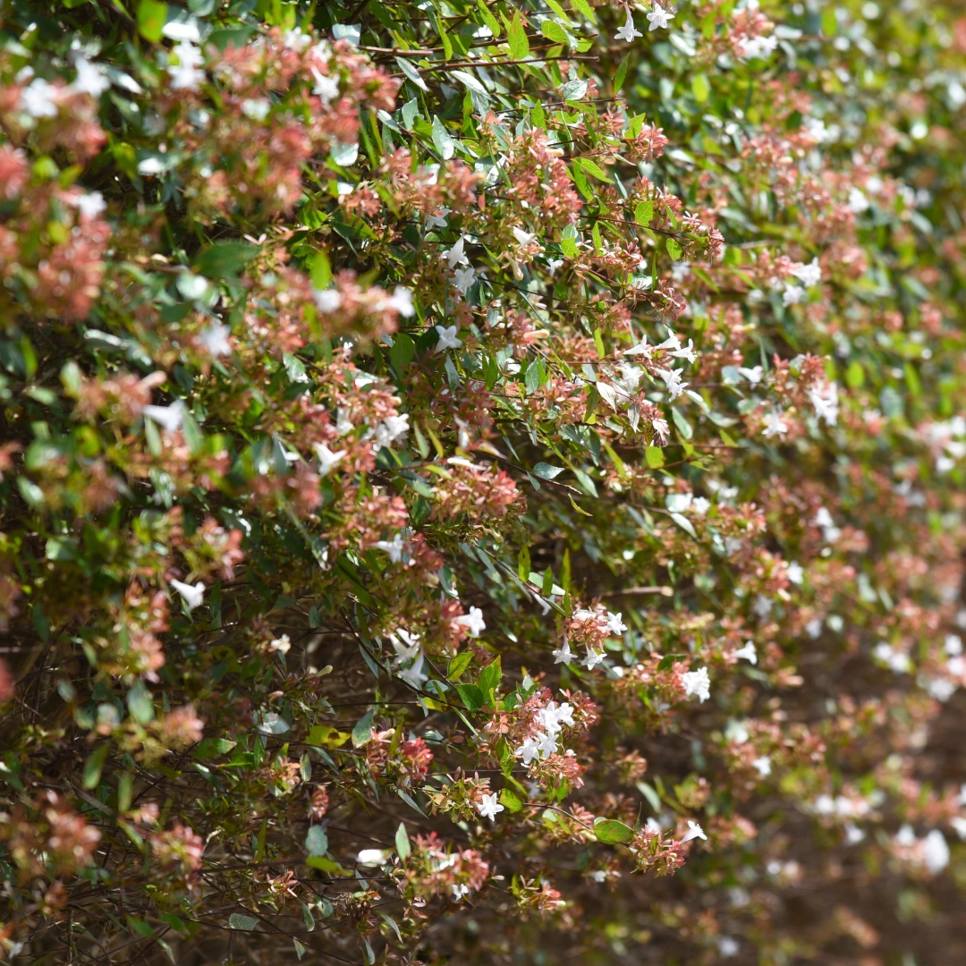 Abelia Little Richard as a hedge