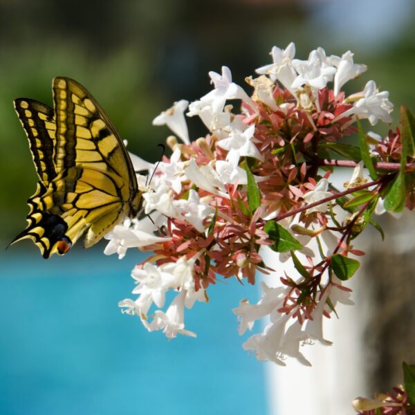 Abelia Little Richard up close